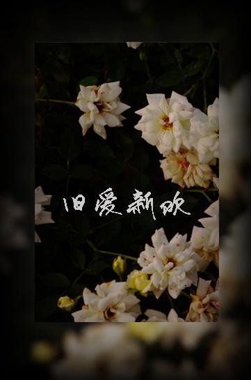 旧爱新欢by相吾全文免费阅读